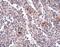 Synaptophysin-like protein 2 antibody, A14531, Boster Biological Technology, Immunohistochemistry frozen image 