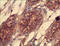 Piwi-like protein 1 antibody, 252150, Abbiotec, Immunohistochemistry paraffin image 
