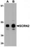 Secernin 2 antibody, TA320067, Origene, Western Blot image 