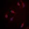 RRAD antibody, orb214547, Biorbyt, Immunocytochemistry image 