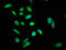 DEAD-Box Helicase 42 antibody, LS-C377974, Lifespan Biosciences, Immunofluorescence image 