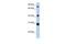 Fibrinogen C Domain Containing 1 antibody, GTX45919, GeneTex, Western Blot image 