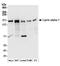 PTPRF Interacting Protein Alpha 1 antibody, A304-532A, Bethyl Labs, Western Blot image 