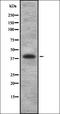 Left-Right Determination Factor 2 antibody, orb337193, Biorbyt, Western Blot image 