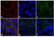 Rabbit IgG antibody, A-21074, Invitrogen Antibodies, Immunofluorescence image 