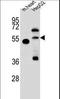 Nitric oxide synthase trafficker antibody, LS-C162946, Lifespan Biosciences, Western Blot image 
