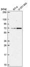 TATA-Box Binding Protein Associated Factor 5 Like antibody, PA5-66966, Invitrogen Antibodies, Western Blot image 