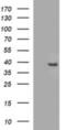 Fatty Acid 2-Hydroxylase antibody, NBP2-45564, Novus Biologicals, Western Blot image 
