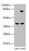 Annexin A9 antibody, CSB-PA001852LA01HU, Cusabio, Western Blot image 