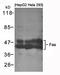 FAS antibody, orb69523, Biorbyt, Western Blot image 