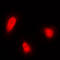 CUGBP Elav-Like Family Member 1 antibody, LS-C353283, Lifespan Biosciences, Immunofluorescence image 