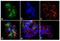 Integrin Subunit Beta 1 antibody, GTX25189, GeneTex, Immunofluorescence image 