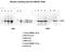 HMG1 antibody, MCA5765GA, Bio-Rad (formerly AbD Serotec) , Flow Cytometry image 