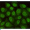 RAD23 Homolog B, Nucleotide Excision Repair Protein antibody, LS-C812991, Lifespan Biosciences, Immunocytochemistry image 