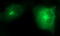Secretory Carrier Membrane Protein 2 antibody, LS-C788396, Lifespan Biosciences, Immunofluorescence image 