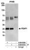 PDGFA Associated Protein 1 antibody, A304-650A, Bethyl Labs, Immunoprecipitation image 
