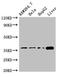 Homeobox protein CDX-4 antibody, CSB-PA005129LA01HU, Cusabio, Western Blot image 