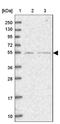 Splicing Regulatory Glutamic Acid And Lysine Rich Protein 1 antibody, NBP1-87993, Novus Biologicals, Western Blot image 