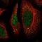RBBP8 N-Terminal Like antibody, NBP1-90563, Novus Biologicals, Immunofluorescence image 