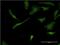 Pleckstrin antibody, MA5-19629, Invitrogen Antibodies, Immunofluorescence image 