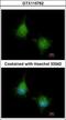 EMAP Like 2 antibody, GTX115762, GeneTex, Immunocytochemistry image 