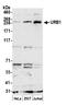 URB1 Ribosome Biogenesis Homolog antibody, A305-215A, Bethyl Labs, Western Blot image 