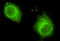 Ubiquitin Specific Peptidase 7 antibody, LS-C178326, Lifespan Biosciences, Immunofluorescence image 