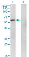 Zinc Finger Protein 207 antibody, LS-C133524, Lifespan Biosciences, Western Blot image 
