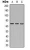 NADH-ubiquinone oxidoreductase chain 5 antibody, abx133583, Abbexa, Western Blot image 