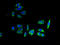 Progestin And AdipoQ Receptor Family Member 7 antibody, A65762-100, Epigentek, Immunofluorescence image 