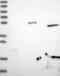 M-Phase Phosphoprotein 6 antibody, NBP1-82626, Novus Biologicals, Western Blot image 