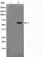 MDS1 and EVI1 complex locus protein MDS1 antibody, orb229579, Biorbyt, Western Blot image 