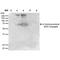 4 Hydroxynonenal antibody, MA5-27570, Invitrogen Antibodies, Western Blot image 