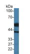 Htra antibody, LS-C374983, Lifespan Biosciences, Western Blot image 