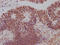 SIN3 Transcription Regulator Family Member A antibody, CSB-RA242724A0HU, Cusabio, Immunohistochemistry frozen image 