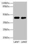 B-CK antibody, CSB-PA01495A0Rb, Cusabio, Western Blot image 