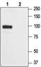 GluA2 antibody, TA328824, Origene, Western Blot image 