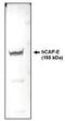hCAP-E antibody, MBS395276, MyBioSource, Western Blot image 