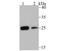 Casein kinase II subunit beta antibody, NBP2-75431, Novus Biologicals, Western Blot image 