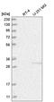Chromatin Target Of PRMT1 antibody, HPA030540, Atlas Antibodies, Western Blot image 