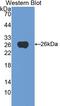 Transferrin Receptor antibody, LS-C296748, Lifespan Biosciences, Western Blot image 
