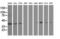 Growth arrest-specific protein 7 antibody, LS-C115668, Lifespan Biosciences, Western Blot image 