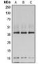 RNA Polymerase I And III Subunit C antibody, LS-C353175, Lifespan Biosciences, Western Blot image 