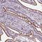 Zinc Finger Protein 648 antibody, HPA053897, Atlas Antibodies, Immunohistochemistry frozen image 