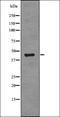 Regulator Of Chromosome Condensation 1 antibody, orb336167, Biorbyt, Western Blot image 