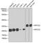 Mitochondrially Encoded Cytochrome C Oxidase II antibody, 23-118, ProSci, Western Blot image 