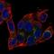 AIFM2 antibody, HPA028961, Atlas Antibodies, Immunofluorescence image 