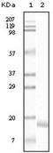 Synuclein Alpha antibody, AM06128SU-N, Origene, Western Blot image 