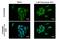 X-Box Binding Protein 1 antibody, GTX102229, GeneTex, Immunofluorescence image 
