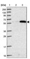 Zinc Finger And SCAN Domain Containing 5A antibody, NBP2-46665, Novus Biologicals, Western Blot image 
